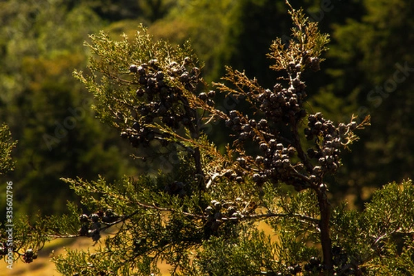 Obraz El ciprés y su fruto.