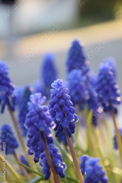 Obraz Der Blütentraum