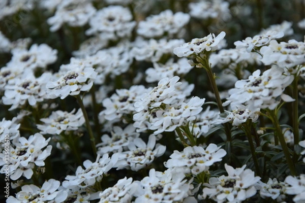 Obraz Weiße Blüten