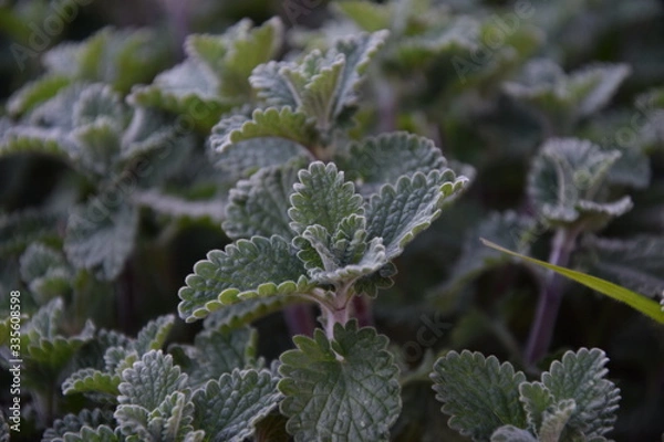 Obraz Der Grüne Traum