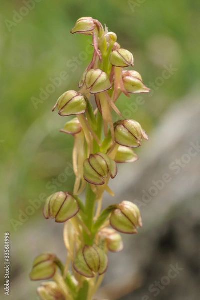 Fototapeta Orchid bloom