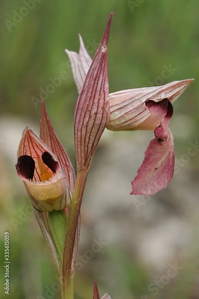 Fototapeta Orchid bloom