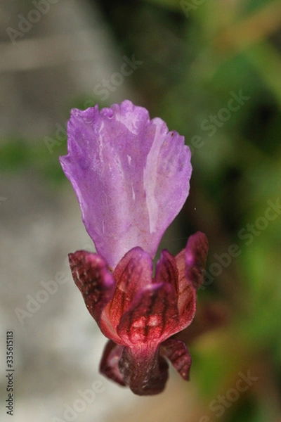 Fototapeta Orchid bloom