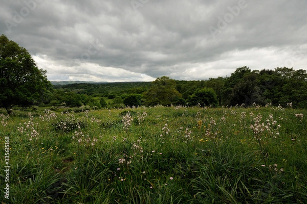 Fototapeta Orchid bloom