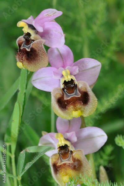 Fototapeta Orchid bloom