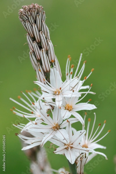 Fototapeta Orchid bloom