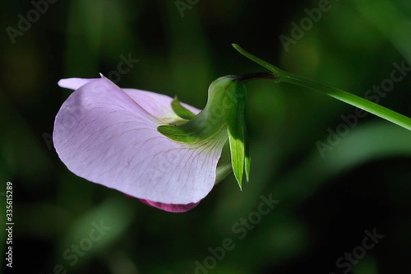 Fototapeta Orchid bloom