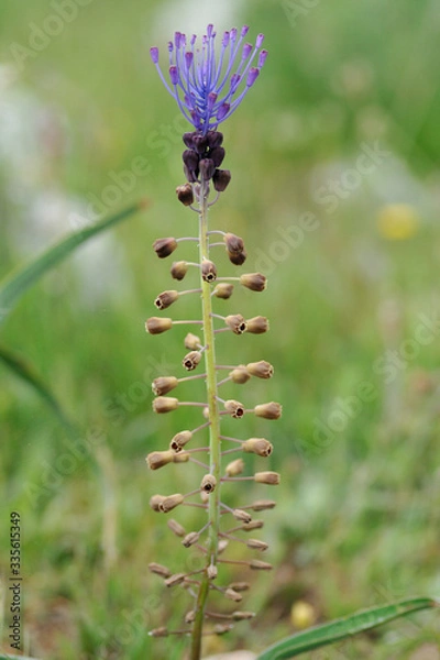 Fototapeta Orchid bloom
