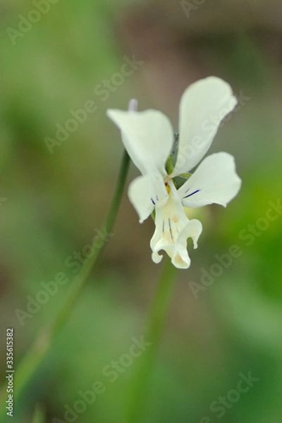 Fototapeta Orchid bloom