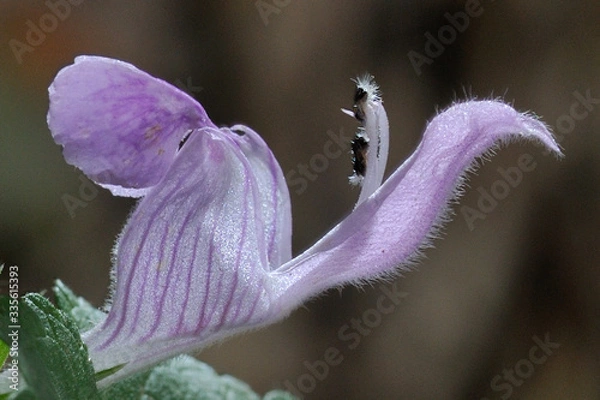 Fototapeta Orchid bloom