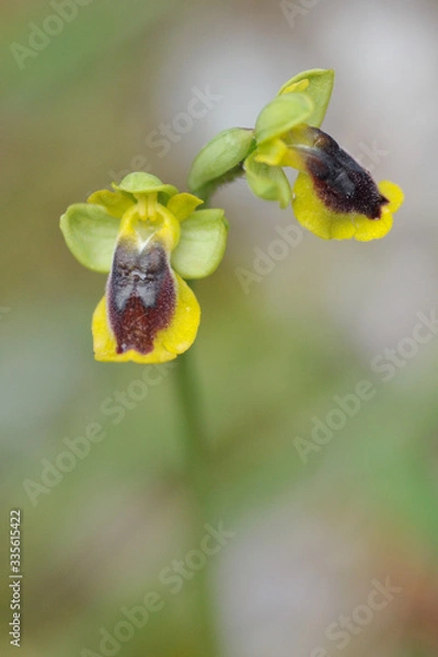 Fototapeta Orchid bloom