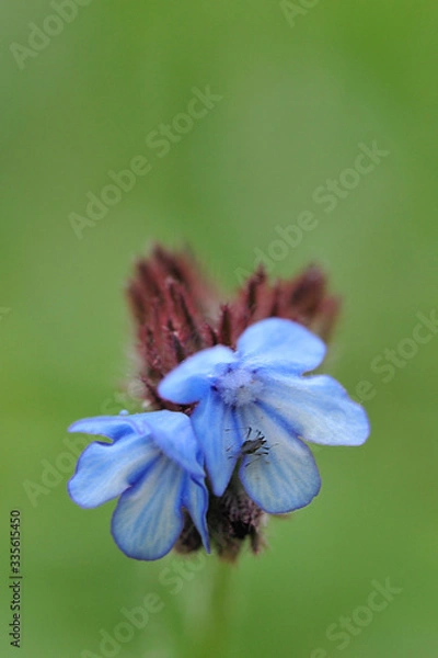 Fototapeta Orchid bloom