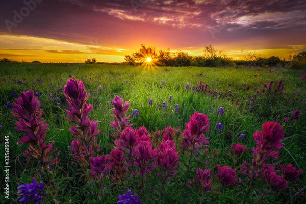 Obraz Texas Wildflowers at Sunrise