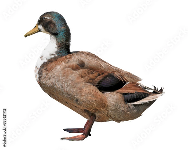 Obraz isolated on white background mallard duck