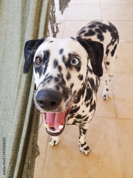 Fototapeta dálmata feliz com heterocromia