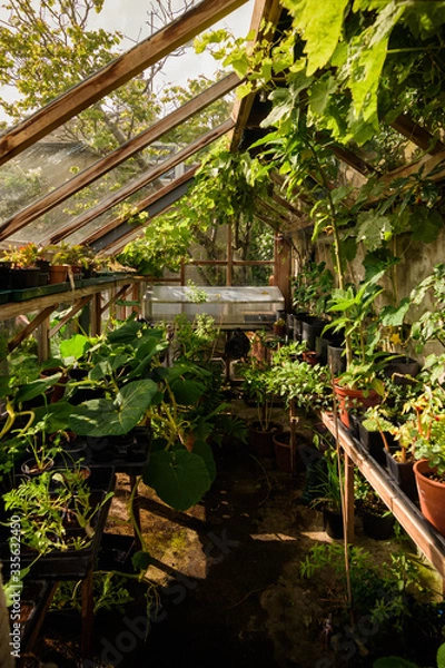 Obraz An inside view of a botanical, artisan and warm greenhouse plenty of green plants in Beaumaris, Gwynedd, Wales, UK