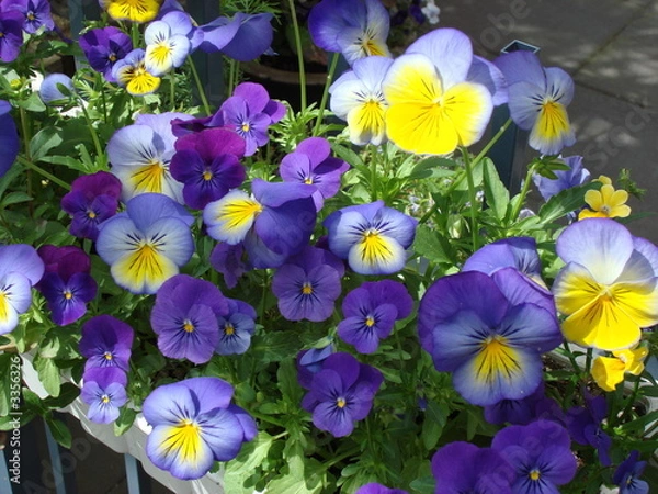 Obraz pansies