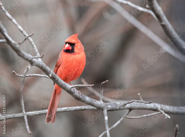 Fototapeta Male Cardinal on a stick