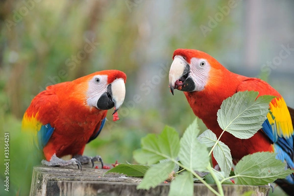 Obraz hellroter Ara / ara macao