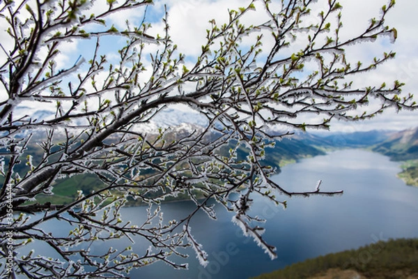 Obraz Icy branch and lake
