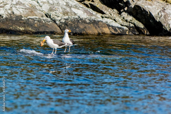 Obraz two seagulls eating