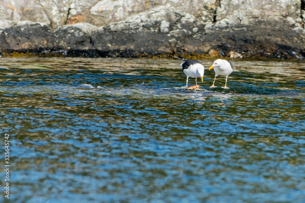 Obraz sheep on the river