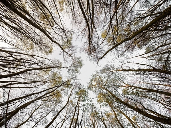 Fototapeta Trees in the sky