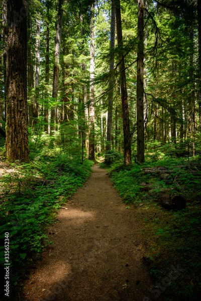 Fototapeta Wide Dirt Trail Through Pine Forest