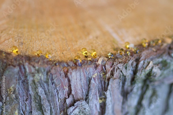 Obraz Baumscheibe mit funkelnden Harztropfen
