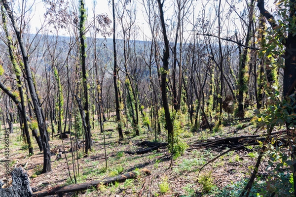 Fototapeta Tree regeneration in The Blue Mountains after the Australian bush fires