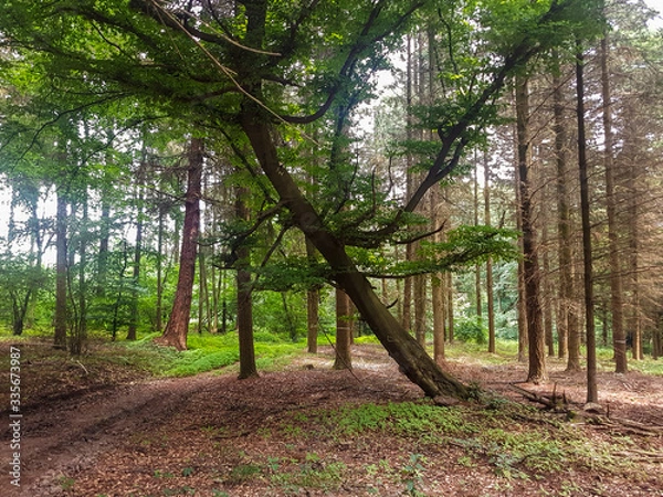 Obraz Schräg gewachsener Baum im Wald