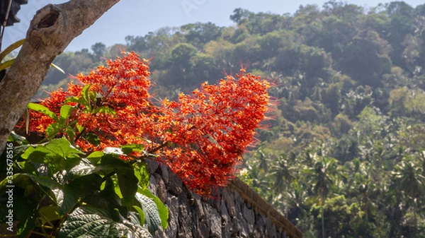 Obraz rote Blüten Bali