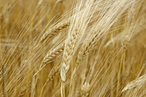 Fototapeta Wheat_04
