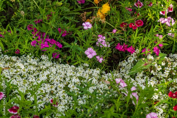 Obraz Beautiful Flowers