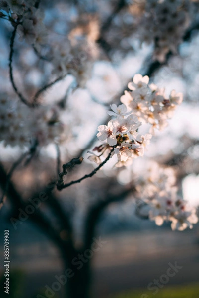 Obraz ひと束の桜