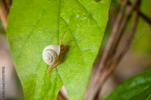 Fototapeta Small snail moving up on green leaf.