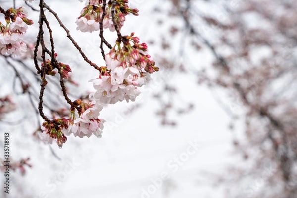 Fototapeta 山梨県 勝沼ぶどう郷の甚六桜