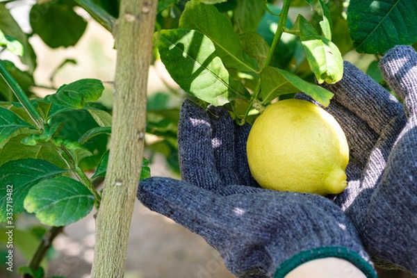 Obraz Lemons that are caught gently