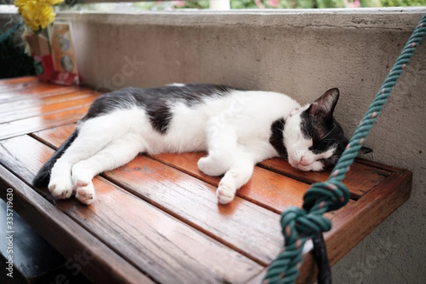 Obraz cat on the table