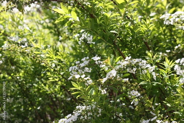 Fototapeta 植物　写真