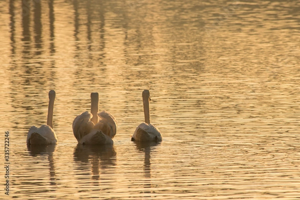 Fototapeta Swan on the river Drava in the morning sunlight. Beautiful swan in the morning light. Romantic image shot in Maribor, Slovenia.