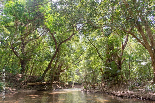 Obraz 熱帯雨林の森　オーストラリア