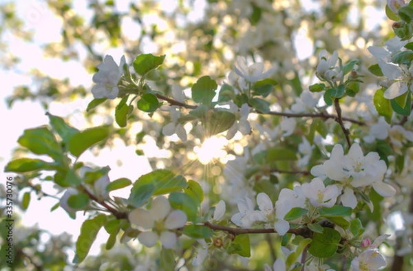 Fototapeta Beautiful branch flowers of an apple tree blooms in the sun on a spring day , the sun's rays break through the leaves, close up, macro 