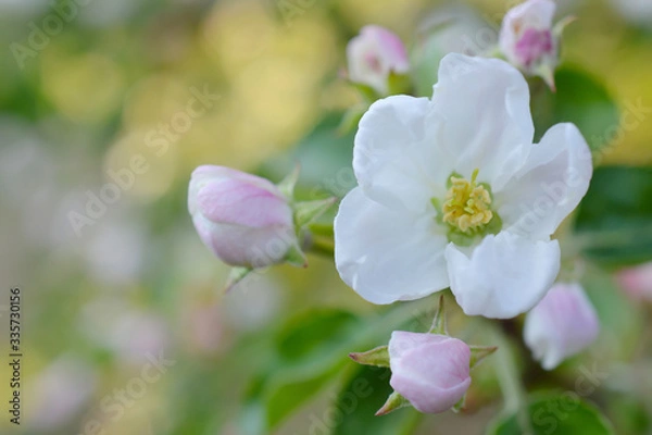 Fototapeta Beautiful branch flowers of an apple tree blooms in the sun on a spring day , close up, macro 