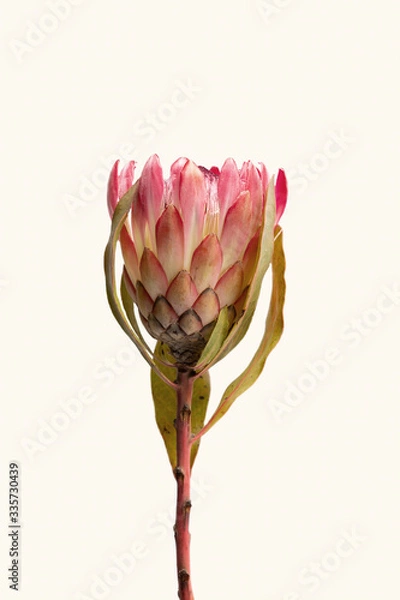 Fototapeta Close-up of a protea flower isolated on white background