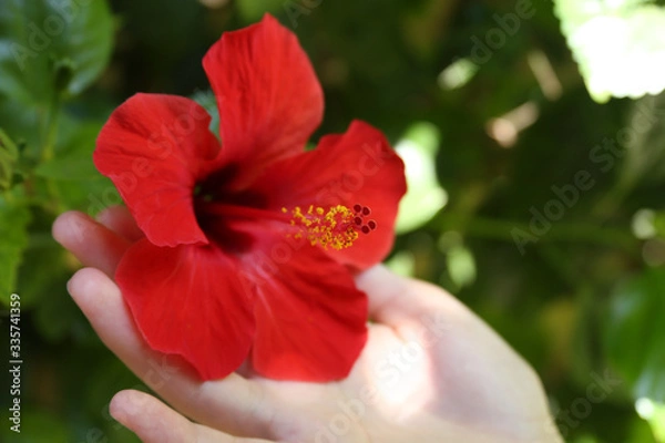 Obraz Hibiscus
