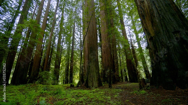 Obraz Beautiful nature at Redwood Forest