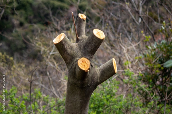 Fototapeta 桜の接ぎ木　剪定された枝がない桜の木　