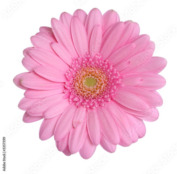 Fototapeta gerbera head