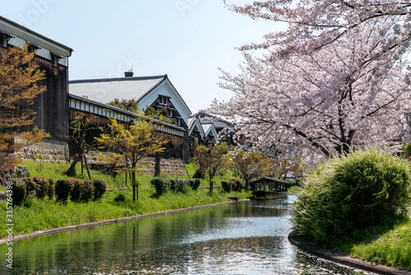 Obraz 京都伏見 桜風景